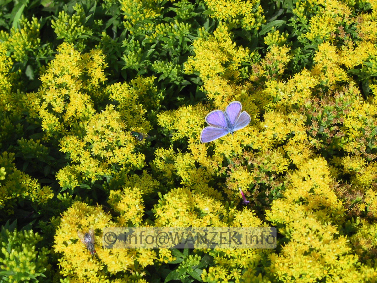 Solidago Hybride Laurin 01 mit blauem Falter.JPG